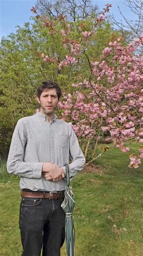 8.6K views · 193 reactions | BLUE WARNING! Welcome to the mid April Muncaster Flower Forecast with Ewan Frost-Pennington. A high bloom rating means now is the perfect time to visit the Muncaster Gardens. www.muncaster.co.uk #MuncasterFlowerForecast #muncaster #bluebells #bluebellwood #rhododendrongarden | Muncaster Castle | Facebook