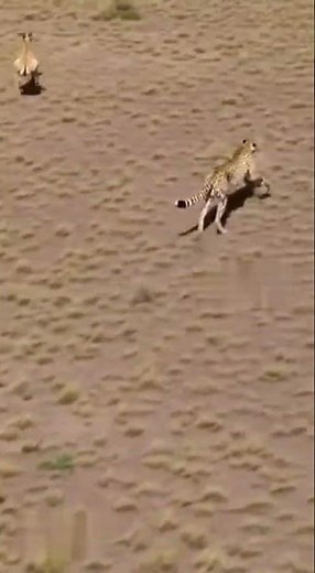 Drone Cam – Cheetah Chasing Antelope Across Open Savannah
