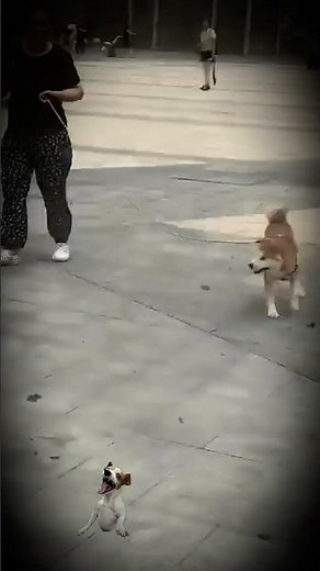 Robot Dog Meets REAL Dog for the FIRST Time!
