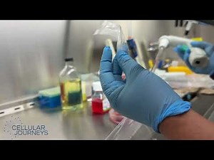 Cell Passaging with Trypsin: Best Practices for Mammalian Cell Culture