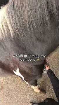 ASMR grooming my loan pony! #dayinmylife #equestrianjourney #farmanimals #equestrian #horsegirl
