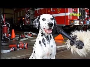 AI Made These Dog Interviews Hilarious 😂 You’ll Laugh Out Loud