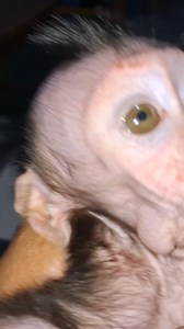 #monkeybaby #animals #cutemonkey | baby monpai