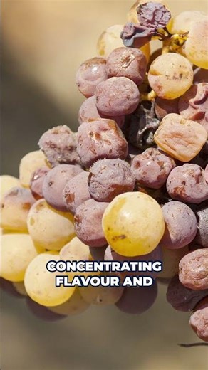 Sauternes: The Miracle of Fog and Noble Rot