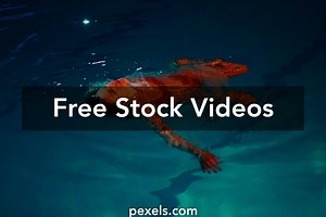 Free Girl Floating In Pool Videos