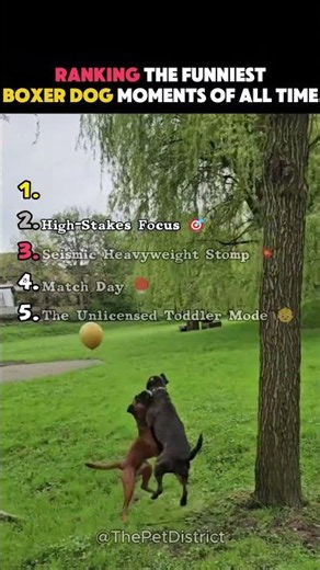 Ranking the Funniest Boxer Dog Moments of All Time! #shrots #funnydogs #usa
