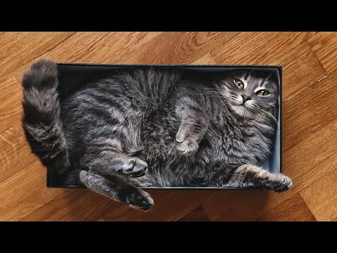 Cat Boxes: The True (and Disturbing) Reason Cats Love Boxes