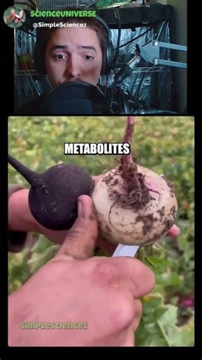 The incredible genetic diversity within the Radish