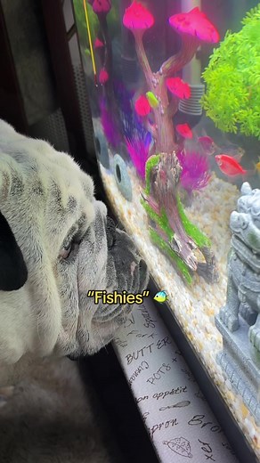 A Bulldog's Love for Fish: Heartwarming Moments