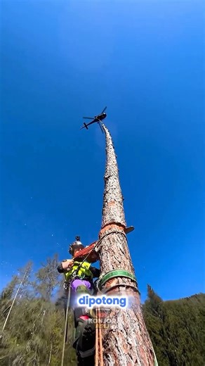 Safe Techniques for Cutting Tall Trees in Difficult Areas
