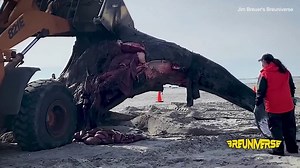 Whale carcasses wash ashore after sonar disrupts sea mammals communication