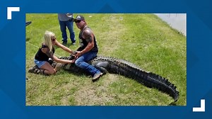 Caught! Huge alligator captured after weeks of eluding hunters