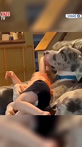 701K views · 10K reactions | animal funny moment | I love Animal | Facebook