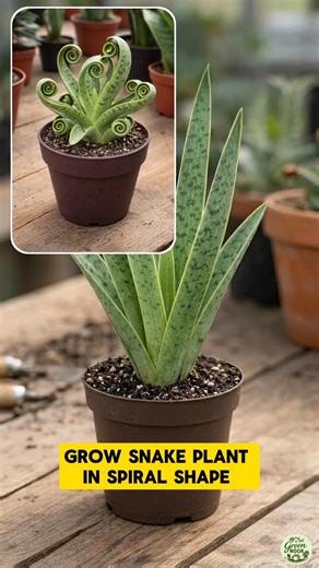Turn a Snake Plant Into a Spiral 🌿 | Simple Plant Hack