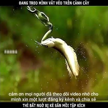 18-6/điều kỳ diệu của con rắn lục tre #thegioidongvat #phimhay #reviewphim #animals
