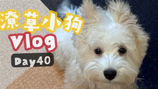 潦草小狗Vlog｜四个月大的JellyCat梦中情狗！真的巨奶萌！