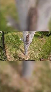 Precision Cutting: How to Fell a Tree Like a Pro! #treefelling #skills #shorts