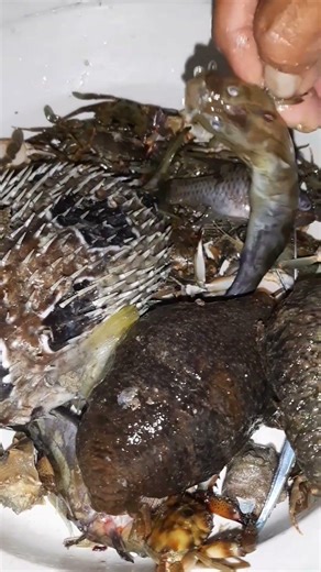 I got ugly and curious sea foods,but it delicious,