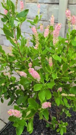 Coup de cœur pour le cléthra à floraison rose 🌸