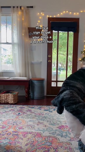 Understanding the Shug Dog Breed: What You Need to Know