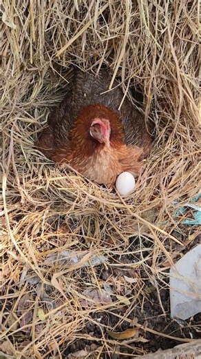Home Egg Hatching Without Incubator Success ❤️ #shorts Cute Baby Chicks Hatching Naturally at Home