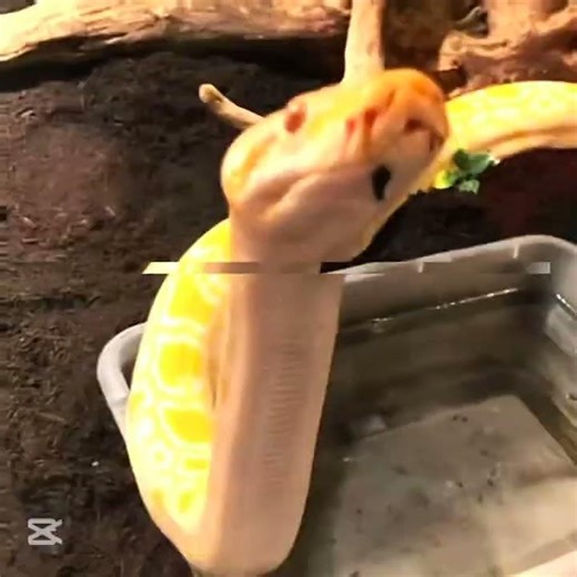 Albino bermese python edit