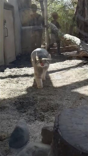#shorts Afternoon: Abricourt-chan, a Pallas's cat, at Nasu Animal Kingdom, April 11, 2026