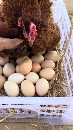 Broody Hen Hatching Eggs in Backyard Farm | 🐣 Day 7 #shorts