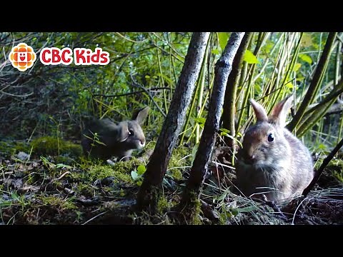 The Nature of Thingies: Remarkable Rabbits | CBC Kids