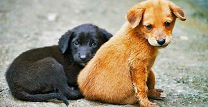 Recomendaciones para adoptar y hacer feliz a un perrito callejero | Capital México