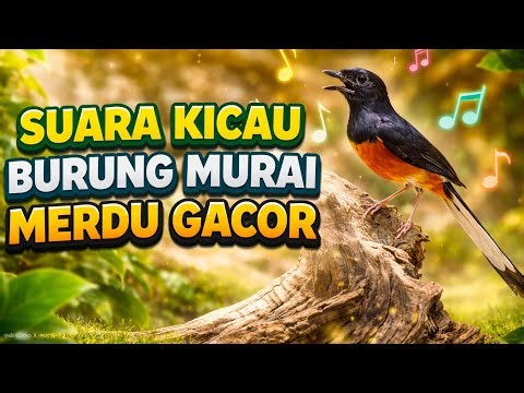 Kicauan Burung murai Alam Asli 🌿 Suara Penyejuk Hati & Pikiran