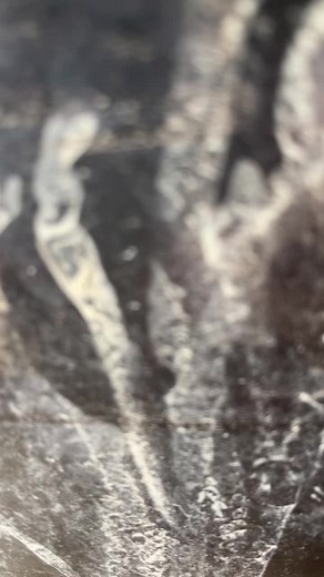 CaseysMustangRanch on TikTok