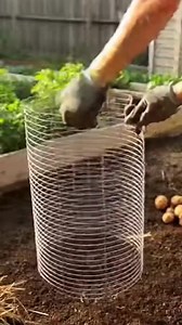 Potato Straw Tower Potato towers are my favorite space-saving hack 🥔🌾 They grow so well vertically. Harvest day feels like digging for treasure — and the yield is huge! | Homestead Gardening