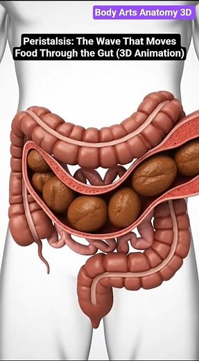 Peristalsis: The Wave That Moves Food Through the Gut | Gut Health | Body Arts Anatomy 3D