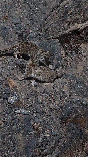 Snow Leopard Courtship Behaviour | Snow Leopard Photography India | Wild Wonders Expeditions