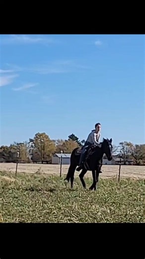 Looking for a colt starter who puts connection first? 💫 Lucille came to us unstarted — unsure, curious, and full of potential. Over the past couple of months, she’s learned to move with feel, softness, and confidence. Today, she rides tackless, calm, and connected. This is what our Colt Starting program is all about: two-way communication, trust, and mutual respect — with every step guided by feel and understanding. We’re so proud of how far this sweet mare has come and will truly miss her when