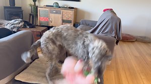 Finley 😃😂🙄😍😍 | Brightside Farm Sanctuary