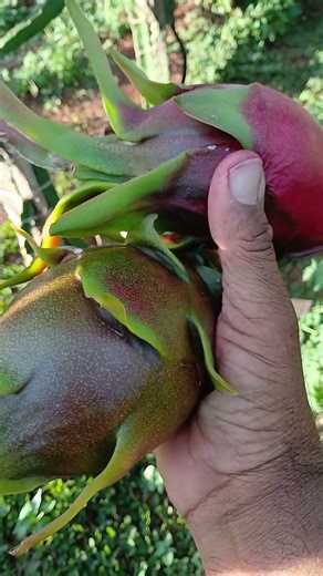 Beautiful pitaya fruits, including the Lavern Red and Dark Star varieties.