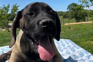 Mastiff for Sale | Puppies | Pawrade.com