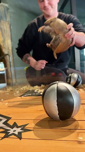 Wilson the Armadillo Plays Basketball with Joy! 🏀🥰