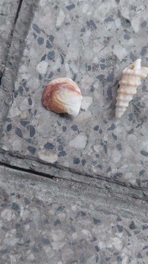 three distinct marine gastropod shells