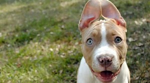 8 Weird Things You Never Knew about Your Dog’s Ears