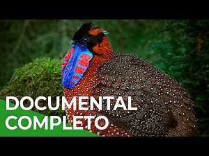 La Naturaleza del Color | Documental Completo en Español