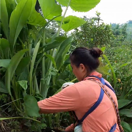 Single Mother Harvesting Turmeric Roots & How to Cook a Colorful Traditional Meal 006 | Single Mom Mother life