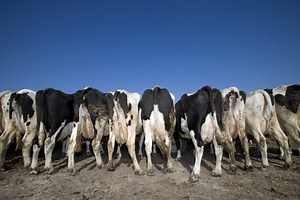 Cows Do Their Part in Climate Change By Eating Beer Waste, Coin Term ‘Happier Than a Cow With Fewer Farts’