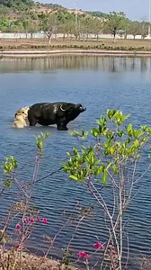 Powerful Buffalo | Real Animal World