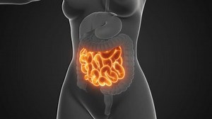 Female Anatomy Large Small Intestine Pain Stock Footage Video (100% Royalty-free) 3632157287 | Shutterstock