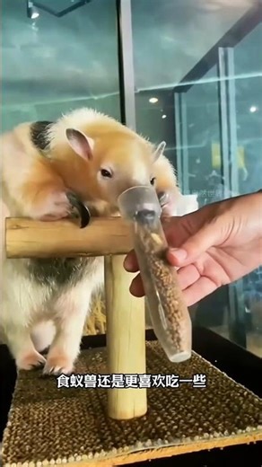 Amazing Giant Anteater Feeding Tricks 😳 | Shocking Tongue Power & Eating Habits Explained!