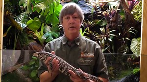 Giant 4-foot-long lizard now established in Georgia as invasive species