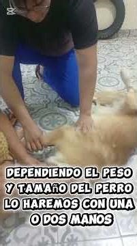 Reanimación Cardio pulmonar en perros RCP